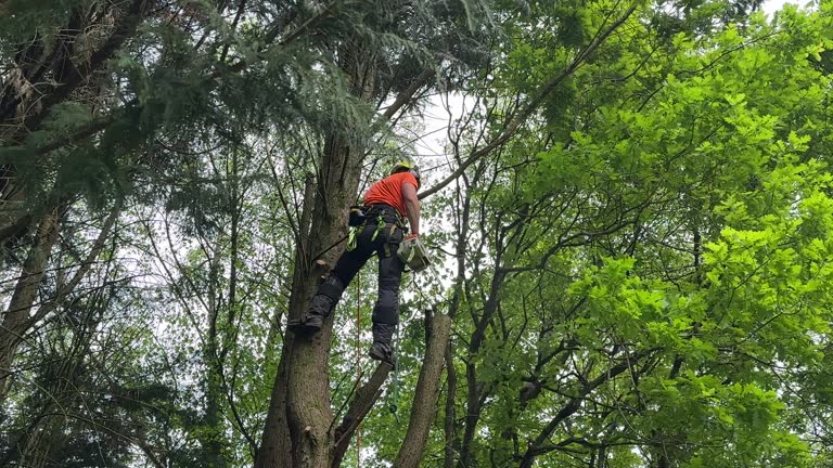 Best Commercial Tree Services  in Clovis, CA